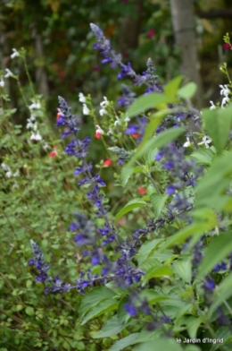 après la pluie,Tuillères,Mne Peirichou fleurs 053.JPG