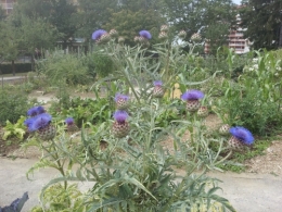 cardon-juillet-jardin-de-novel2.jpg