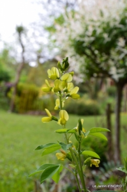 jardin avril 007.JPG