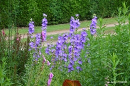 jardin,chez Bernadette,puces,cygnes,pluie 140.JPG