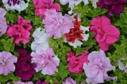 CADOUIN,cascade,iris,roses,fl.sauvages 063.JPG