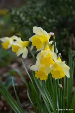 jonquilles dans les bois 018.JPG