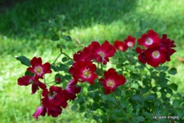 bienvenue au jardin,juin jardin 118.JPG