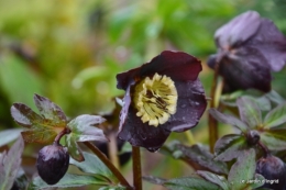 helebores ,oiseaux chez bernadette,jardin 023-001.JPG