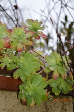 mésanges, nid frelons,fleurs décembre 122.JPG