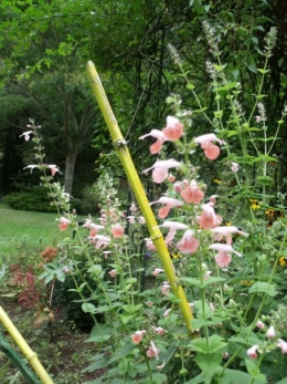 fuschias,sauges,asters,pour le troc, 041.JPG