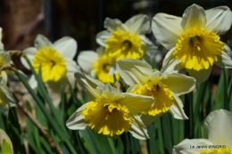 roseaux,narcisses,Nikky,semis,jardin 027-001.JPG