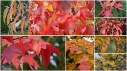 2012-10-28 octobrejardin,citrouillesIssegeac,leCLOSdesSOURCES.jpg