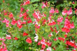 fin mai jardin 056.JPG