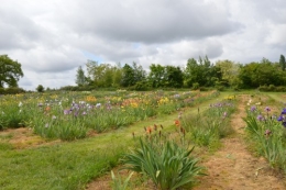 serre,iris,ancolie,iriseraie Papon,moulin 106.JPG