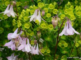 fleurs du jardin 016.JPG