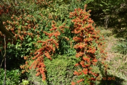 octobrejardin,citrouillesIssegeac,leCLOSdesSOURCES 015.JPG
