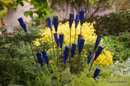 roses,jardin,Le Fleix,bleu 011.JPG