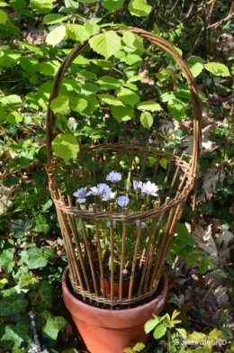 coquelicots,fête des fleurs Lalinde,fouleix,jardinage 129.JPG
