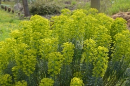 fleurs Ciron,jardin,canards,coucous,mauvaise herbe 065.JPG