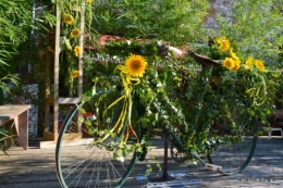 tournesols,podium,Lucas,jardin,Calès 046.JPG