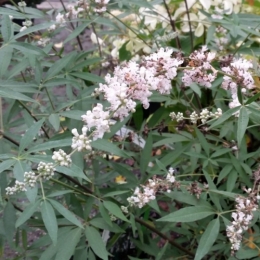 Vitex-agnus-castus-Alba-781856-1.jpg
