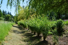 chez Fabien,le canal,jardin,hémérocalles,le souci,potager 166.JPG