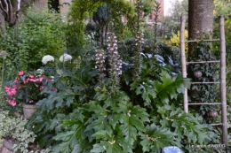 albizia,bouquet,plantes  en A 056.JPG