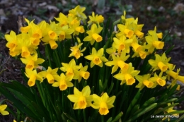 jonquilles,Montignac,massifs,coucher de soleil 206.JPG