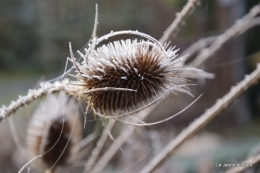 Givre,dentelles,helebores,crocus 012.JPG