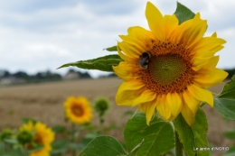 décos vélos Bergerac,Mne Peyrichou,tournesols,passerelle Lalinde 134.JPG