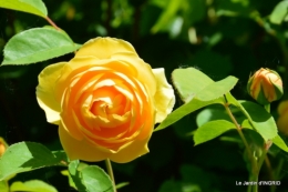 Cadouin,ancolies,roses,pollen,osier,photos Fabien,coquelicots 137.JPG