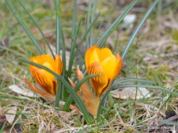 premières fleurs février,la pluie,la fauvette,hélébores 057.JPG