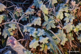 première gelée,compositions florales à garder,jardin 034-001.JPG