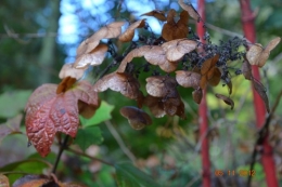 Ciron,feuilles d'automne,safran,taille érable 083.JPG