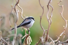 les lettres,les oiseaux,givre 088.JPG