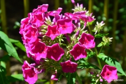 velos,pluie,belles vivaces,taille rosiers 077.JPG