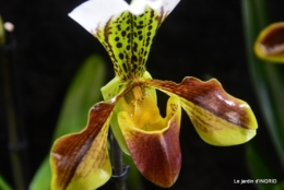 Orchidées,Noel jardiland,lever du soleil 044.JPG