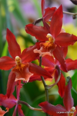 Orchidées,Noel jardiland,lever du soleil 018.JPG