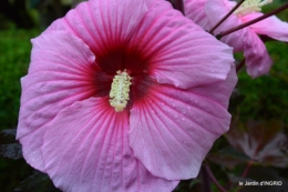 Ines,bouquet,hibiscus rose,cygnes,jardin 050.JPG
