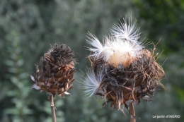 jardin en septembre,les cygnes 160.JPG