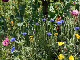 Normandie,jardin Monet,baie de Somme,chez Marylaur 188.JPG