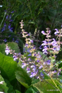 jachère,couleur,bouquet 017.JPG