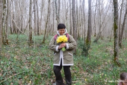 jonquilles dans les bois 042.JPG