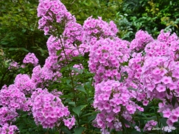 mamouth Audrix,Limeuil,tournesols,phlox,cygnes 050.JPG