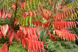 canal automne ,jardin,Ines 066.JPG