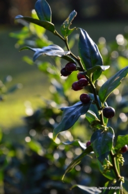 marché de Noel,décos extérieurs,couronnes,petits fruits 062.JPG