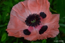 jardin pluie,Inès,Bébés cygnes,bouquet,canal 040.JPG