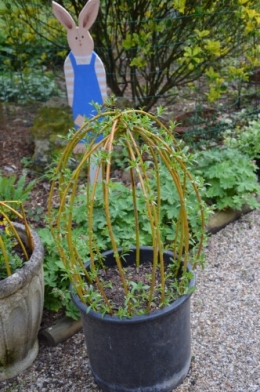tipi,narcisse,prunus en fleurs 020.JPG