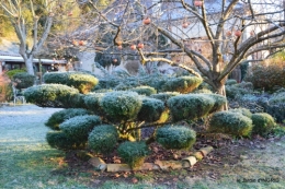 colline,jardin givré 029.JPG