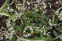 rosiers,fleurs blanches,pollen,magasin 034.JPG