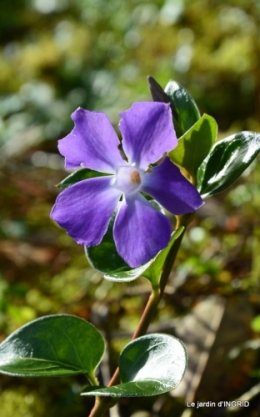 jardin en hiver,à Ciron 067.JPG