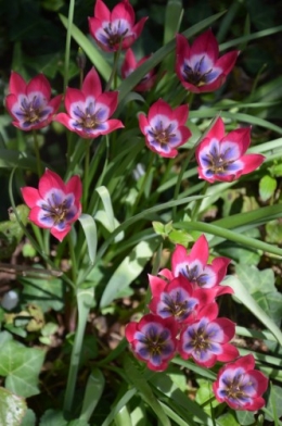 avant tonte,après,euphorbes,tulipes botaniques,autres 037.JPG