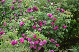 mai au jardin,les filles 033.JPG