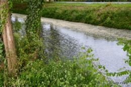 canal,fleurs blanches,marguerites,LE FLEIX,osier 043.JPG
